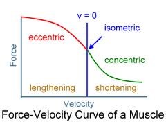 Force-Velocity_Curve_of_a_Muscle.jpg