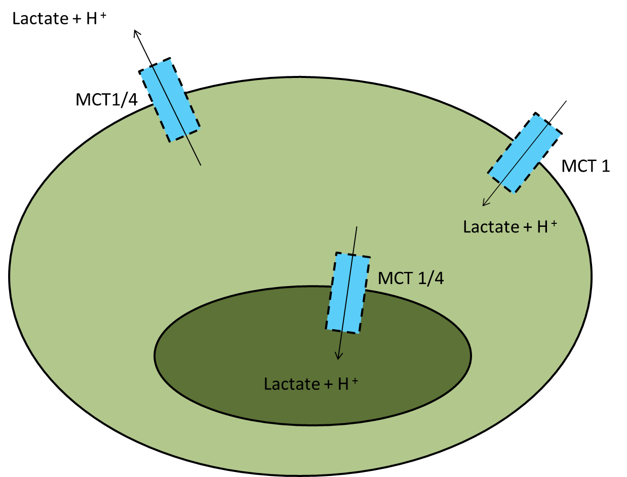 Lactate_Cell.png